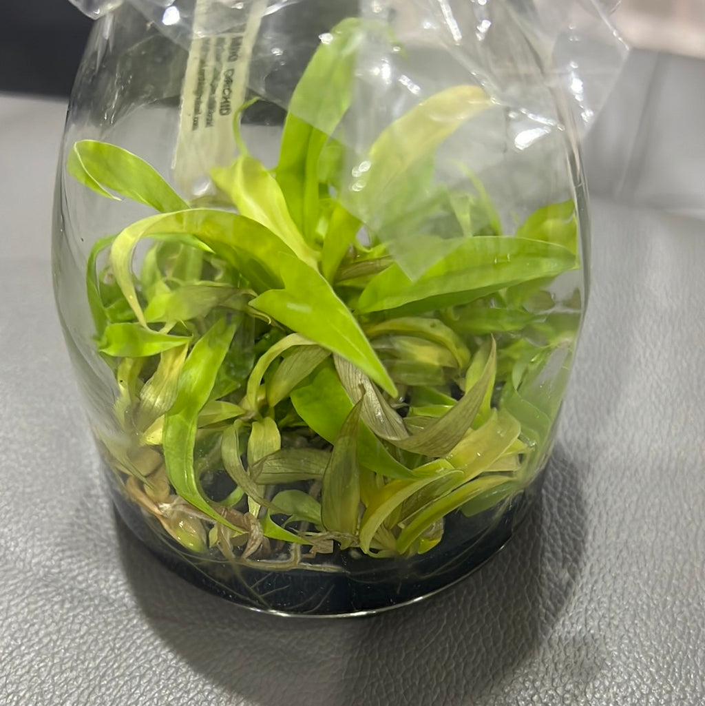 Philodendron 'Golden Crocodile' FLASK (25+ seedlings)