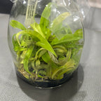 Philodendron 'Golden Crocodile' FLASK (25+ seedlings)