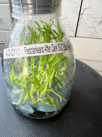 Flask - Fredclarkeara After Dark 'SVO Black Pearl'