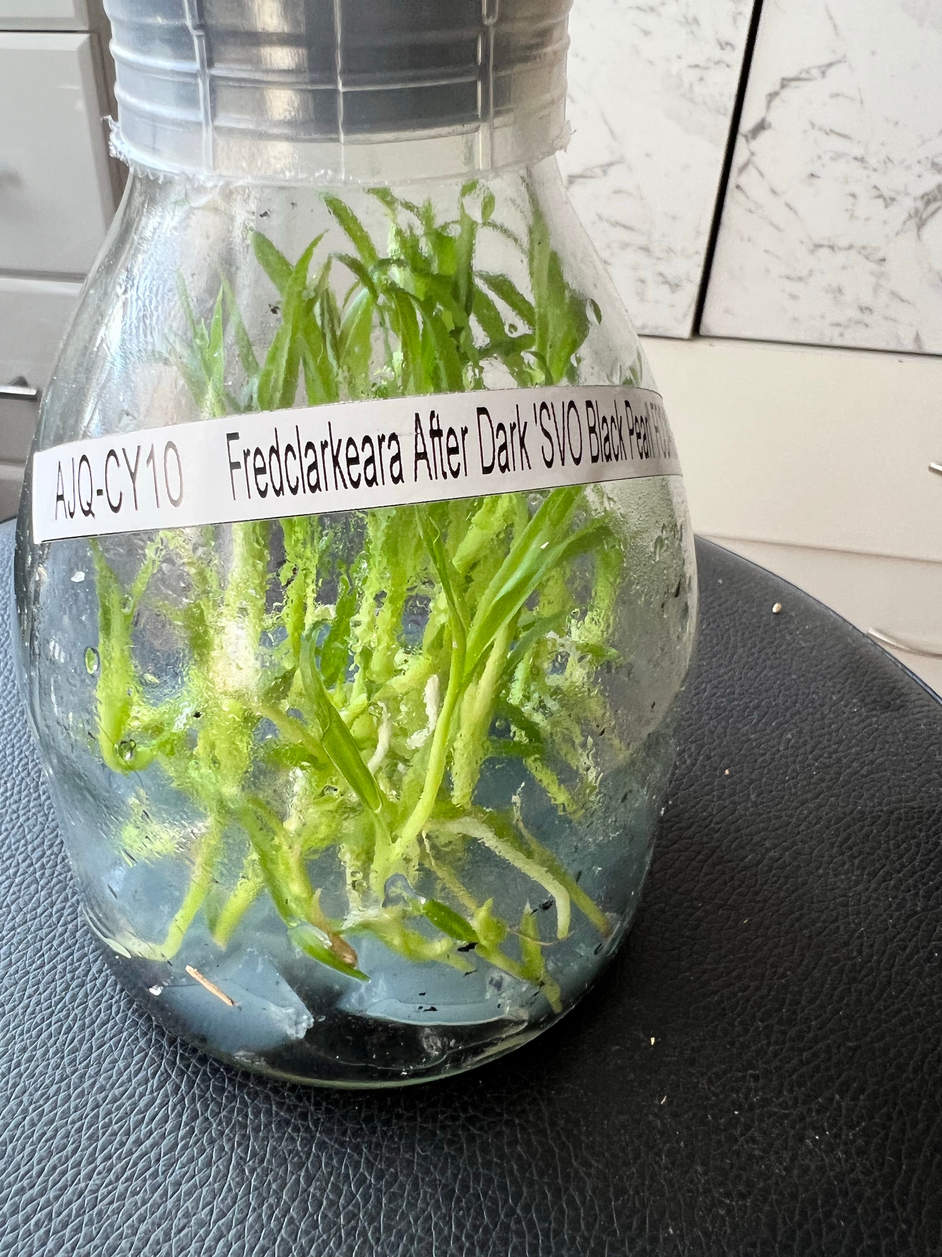 Flask - Fredclarkeara After Dark 'SVO Black Pearl'