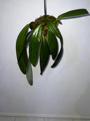 Bulbophyllum Phalaenopsis (Gigantic Plant)