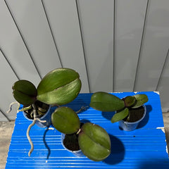 Phalaenopsis Joyride (Healthy Mericlone)