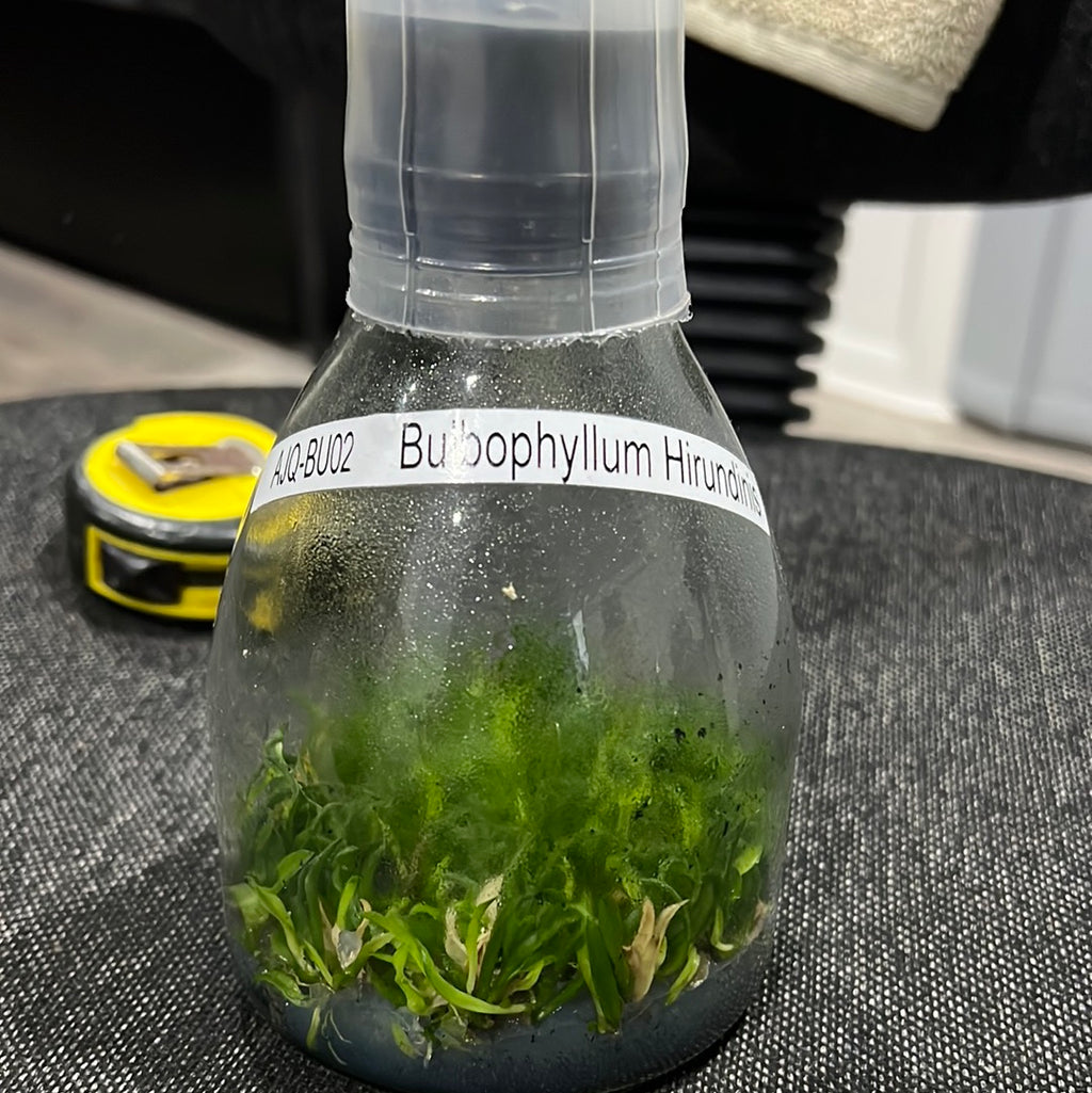 Bulbophyllum hirundinis SPECIES FLASK