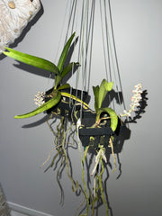 (In Spike Now) Rhynchostylis Retusa (Fragrant  Foxtail Orchid)
