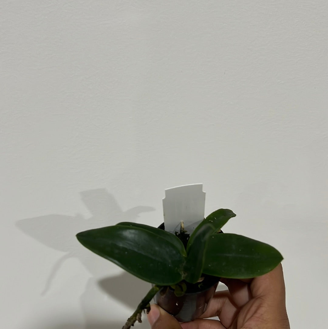Ctt. Deception Drop (4n) 'Pink Topaz' - Polyploid RARE Secondary image