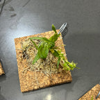 Dendrobium kanburiense (Miniature Species from Thailand)
