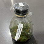 Philodendron ‘Pink Princess’ FLASK TISSUE CULTURE 15+ PLANTS