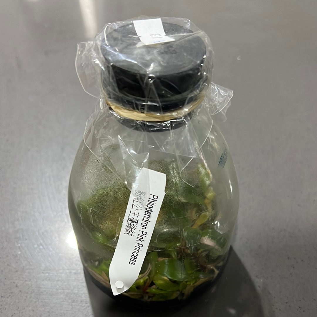 Philodendron ‘Pink Princess’ FLASK TISSUE CULTURE 15+ PLANTS