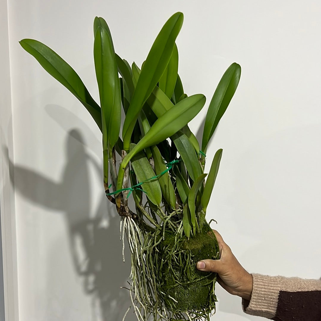 Blc. Dora Louise Capen 'Clifton Two Tone' (Fragrant - Blooming Size)