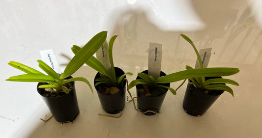 TOP Aerides rosea (Fragrant Species)