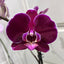 Phalaenopsis Purple Royalty (FLOWERING!!!)