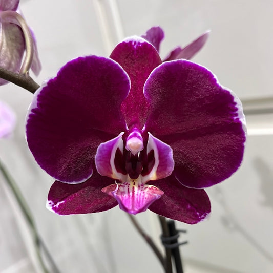 Phalaenopsis Purple Royalty (FLOWERING!!!)