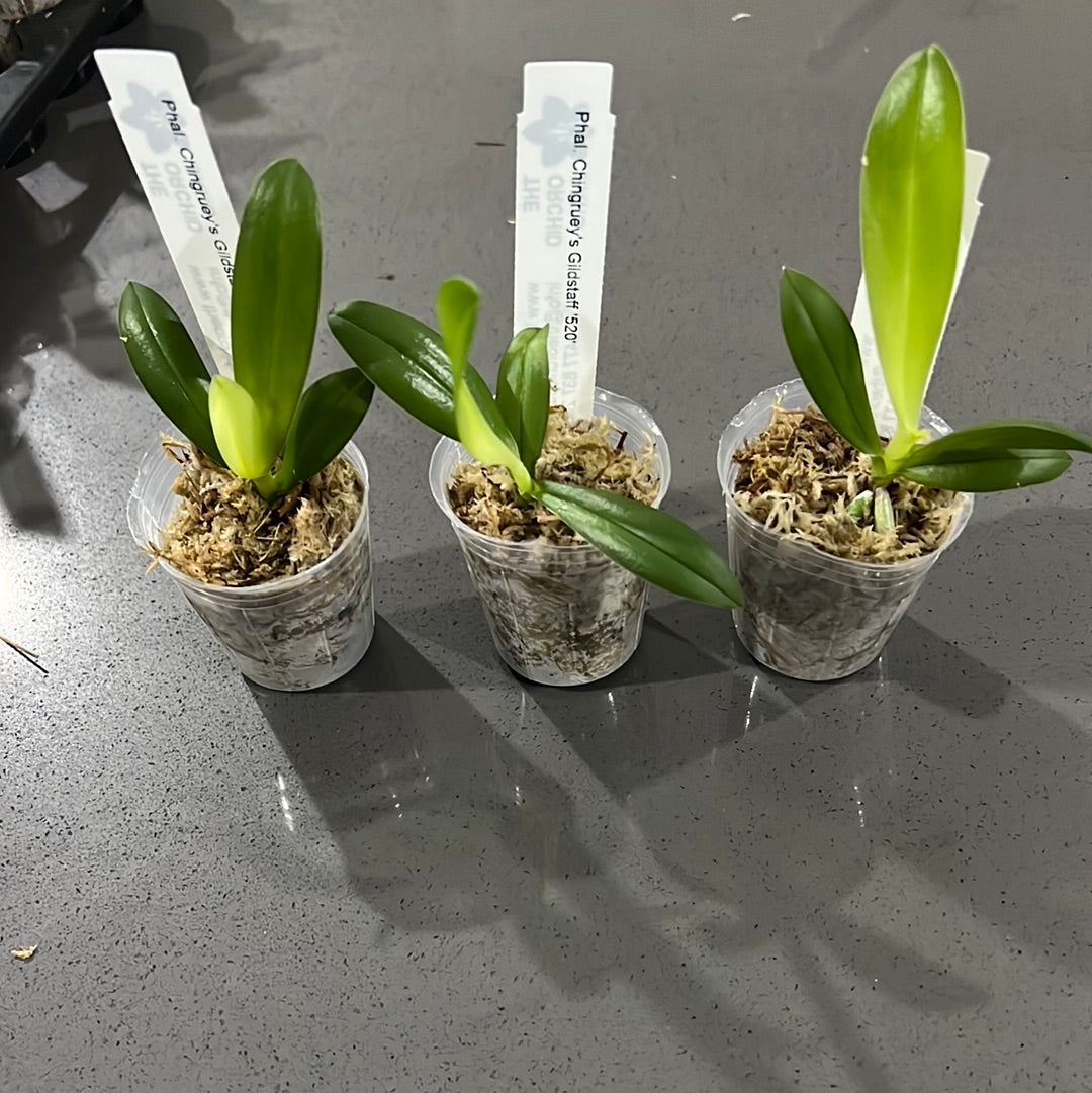 Phalaenopsis Chingruey's Goldstaff (peloric) RARE Secondary image