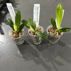 Phalaenopsis Chingruey's Goldstaff (peloric) RARE