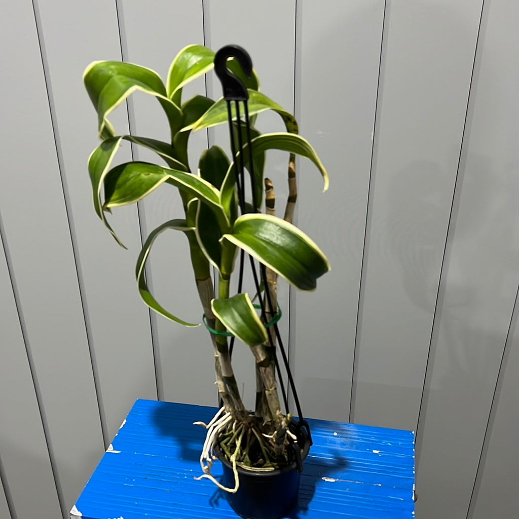 Variegated Dendrobium Burana Emerald (Flowering Size)