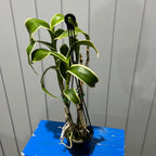 Variegated Dendrobium Burana Emerald (Flowering Size)