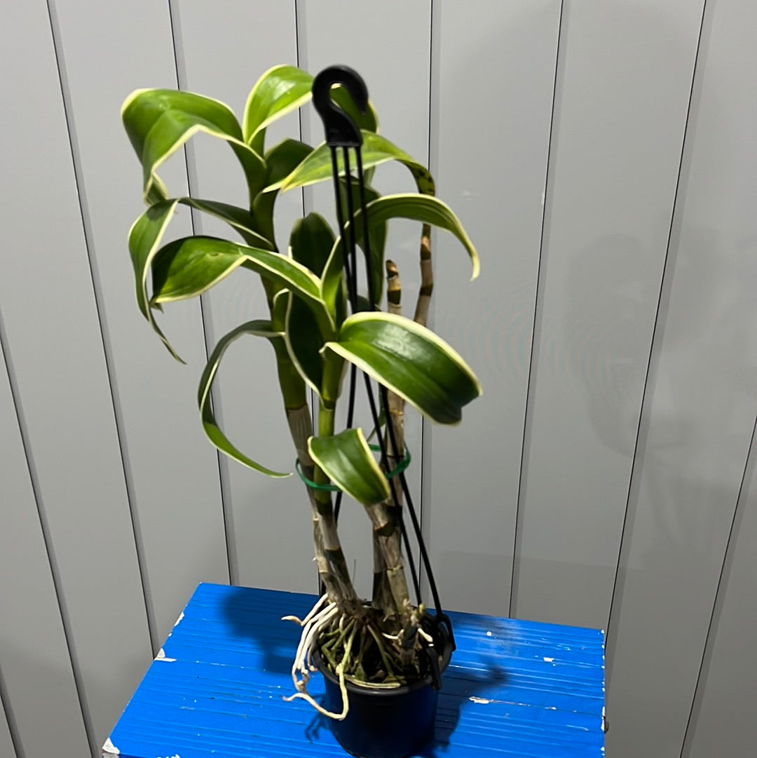 Variegated Dendrobium Burana Emerald (Flowering Size)