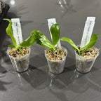 Phalaenopsis violacea var coerulea 'KF - lan' x sib