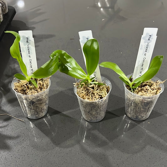 Phalaenopsis violacea var coerulea 'KF - lan' x sib