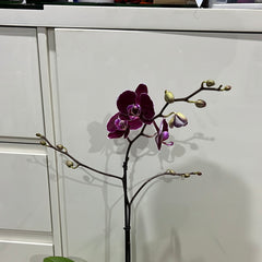 Phalaenopsis Purple Royalty (FLOWERING!!!)