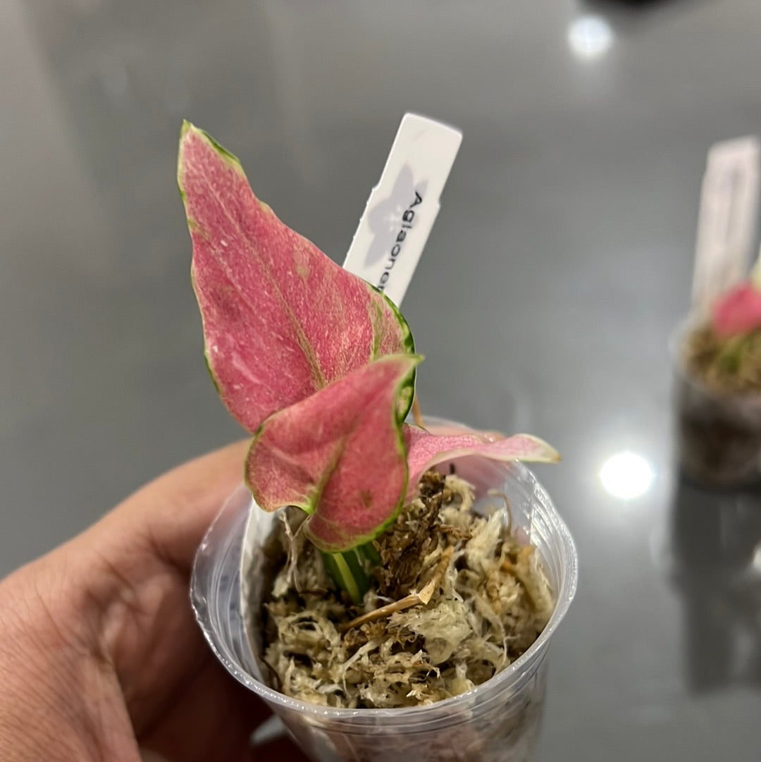 aglaonema modestum pink Aglaonema modestum Schott (peloric)