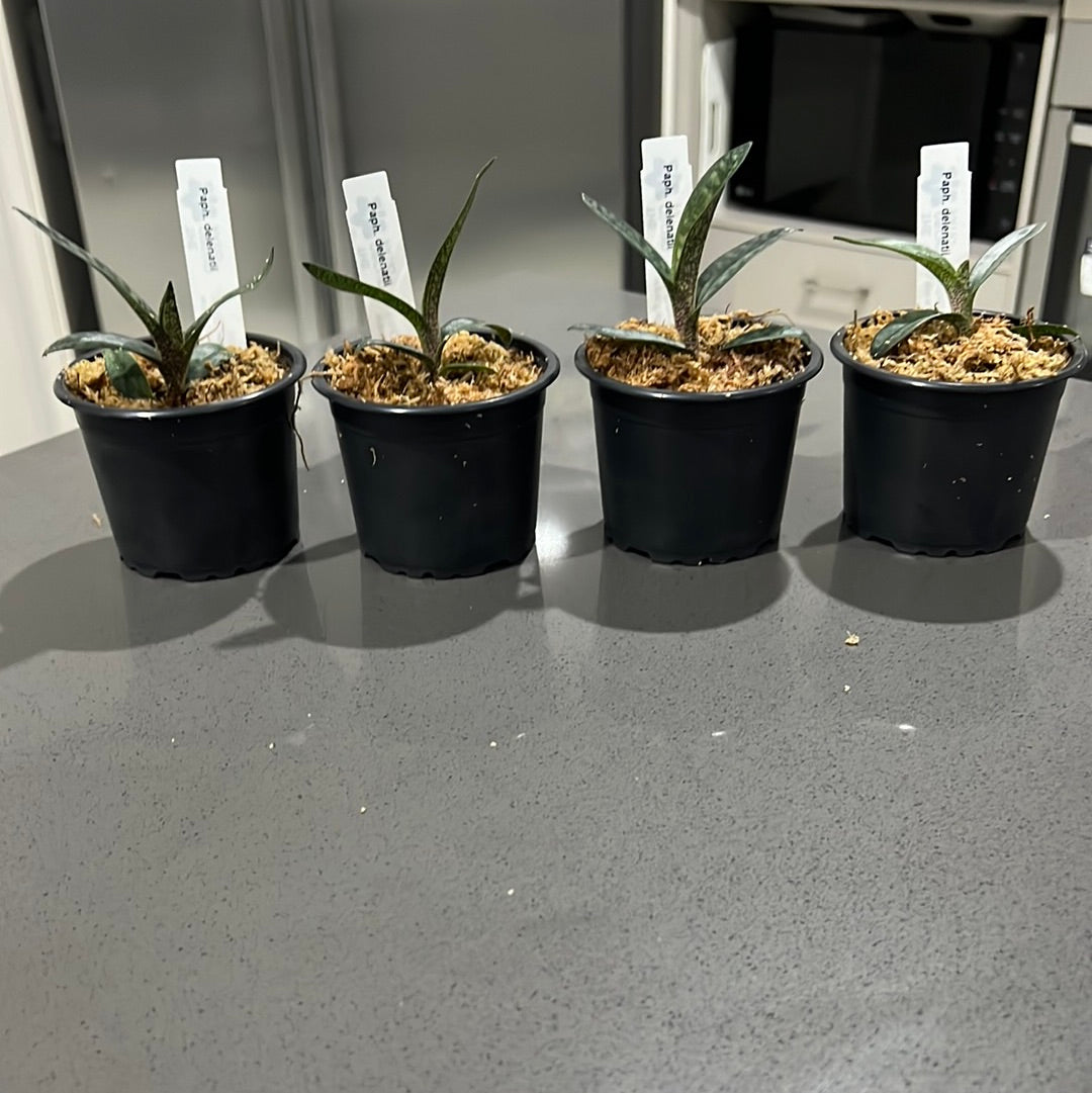 Paphiopedilum delenatii (RARE Mottled Species)