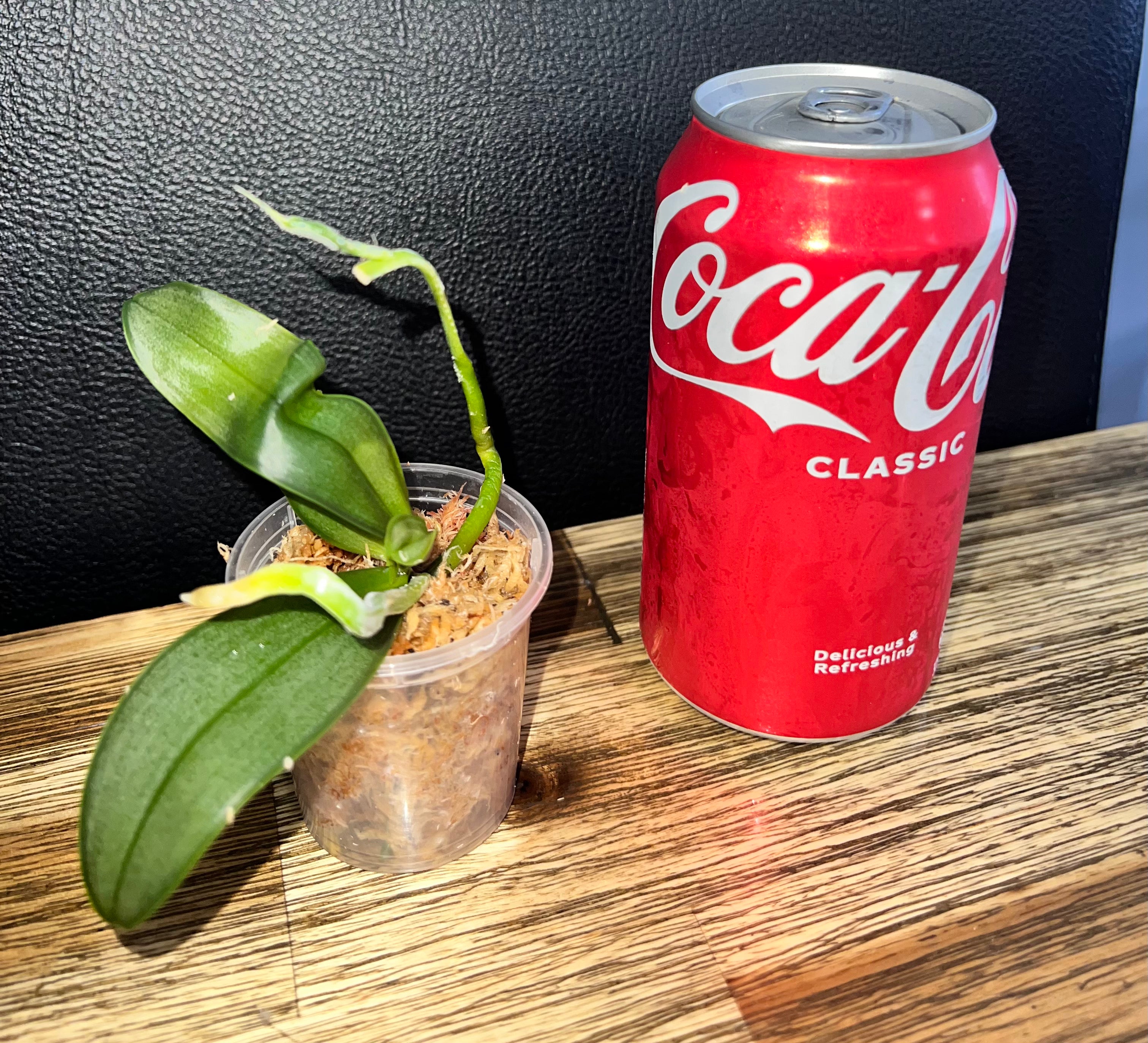 Phalaenopsis sanderiana (RARE SPECIES) Secondary image