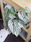Philodendron ‘Branditanum’ FLASK TISSUE CULTURE 15+ PLANTS