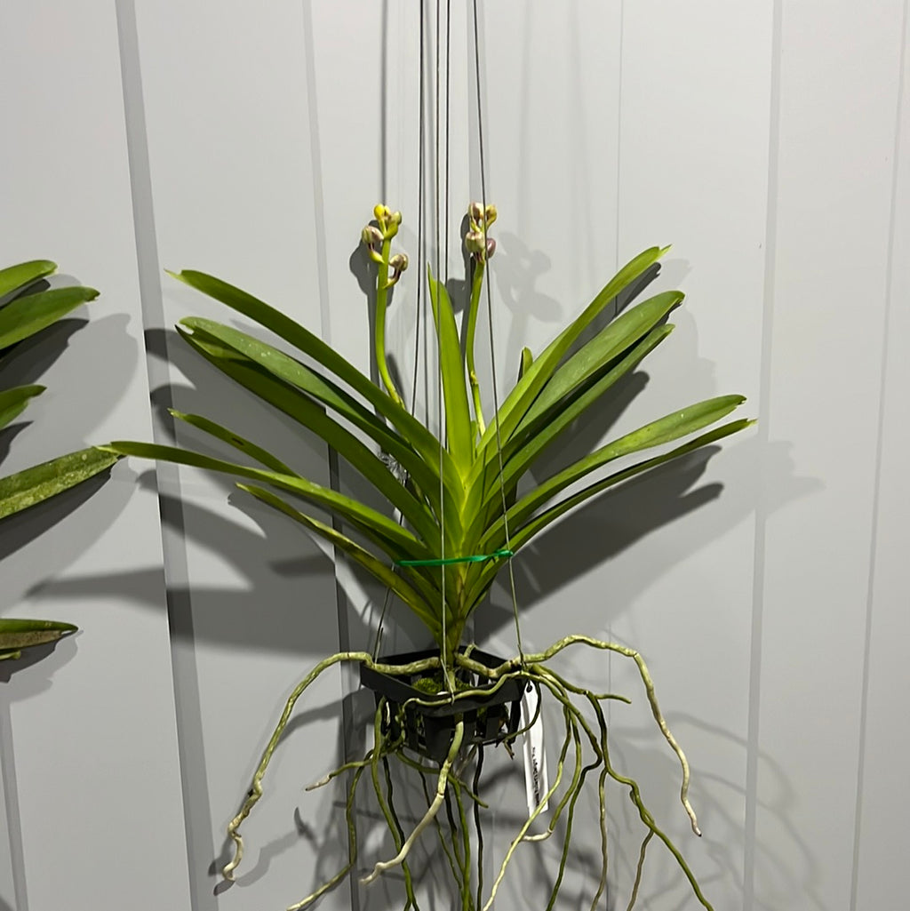 Vanda Robert's Delight 'Pink' - IN BUDS