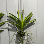 Vanda Robert's Delight 'Pink' - IN BUDS