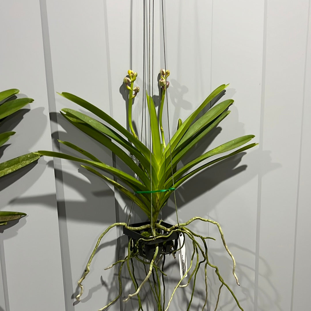 Vanda Robert's Delight 'Pink' - IN BUDS