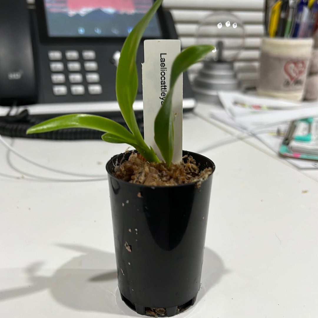TOP - Lc. Final Blue (Fragrant Variety)