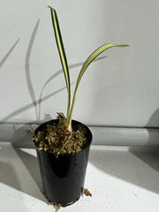 TOP - Cymbidium ensifolium 'Chun Tao' (Variegated Species)