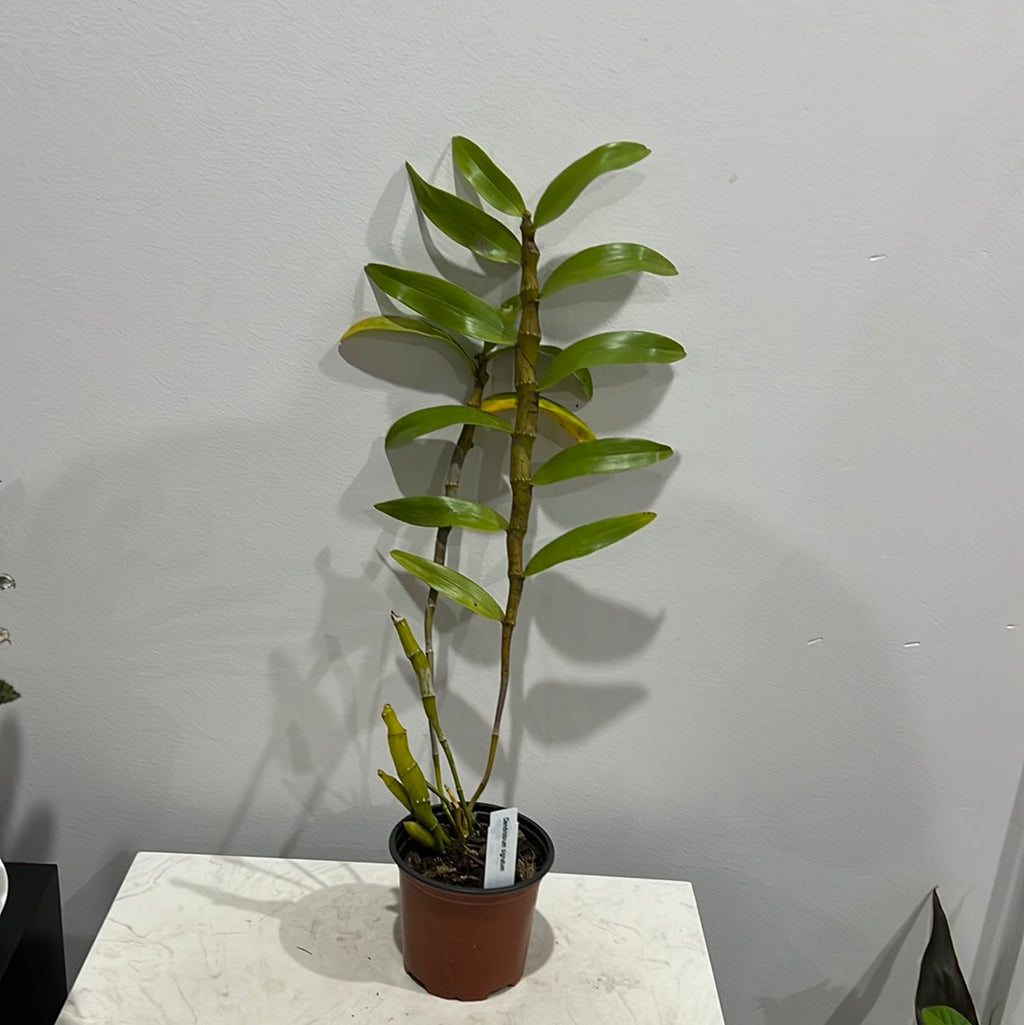 Dendrobium signatum