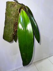 Bulbophyllum Phalaenopsis (Gigantic Plant)