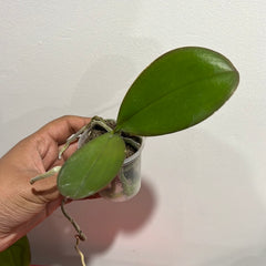 Phalaenopsis Art Nouveau (Healthy Mericlone)