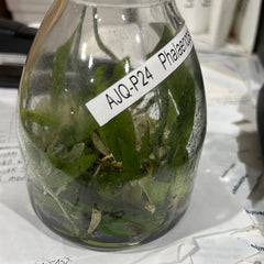 Phal. tetraspis Red (FLASK/TISSUE CULTURE 15+ PLANTS)