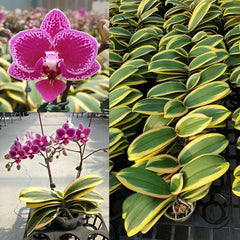 Phalaenopsis Chia E Lin Variegated (IN FLOWER/SPIKE)