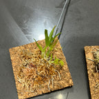 Dendrobium kanburiense (Miniature Species from Thailand)
