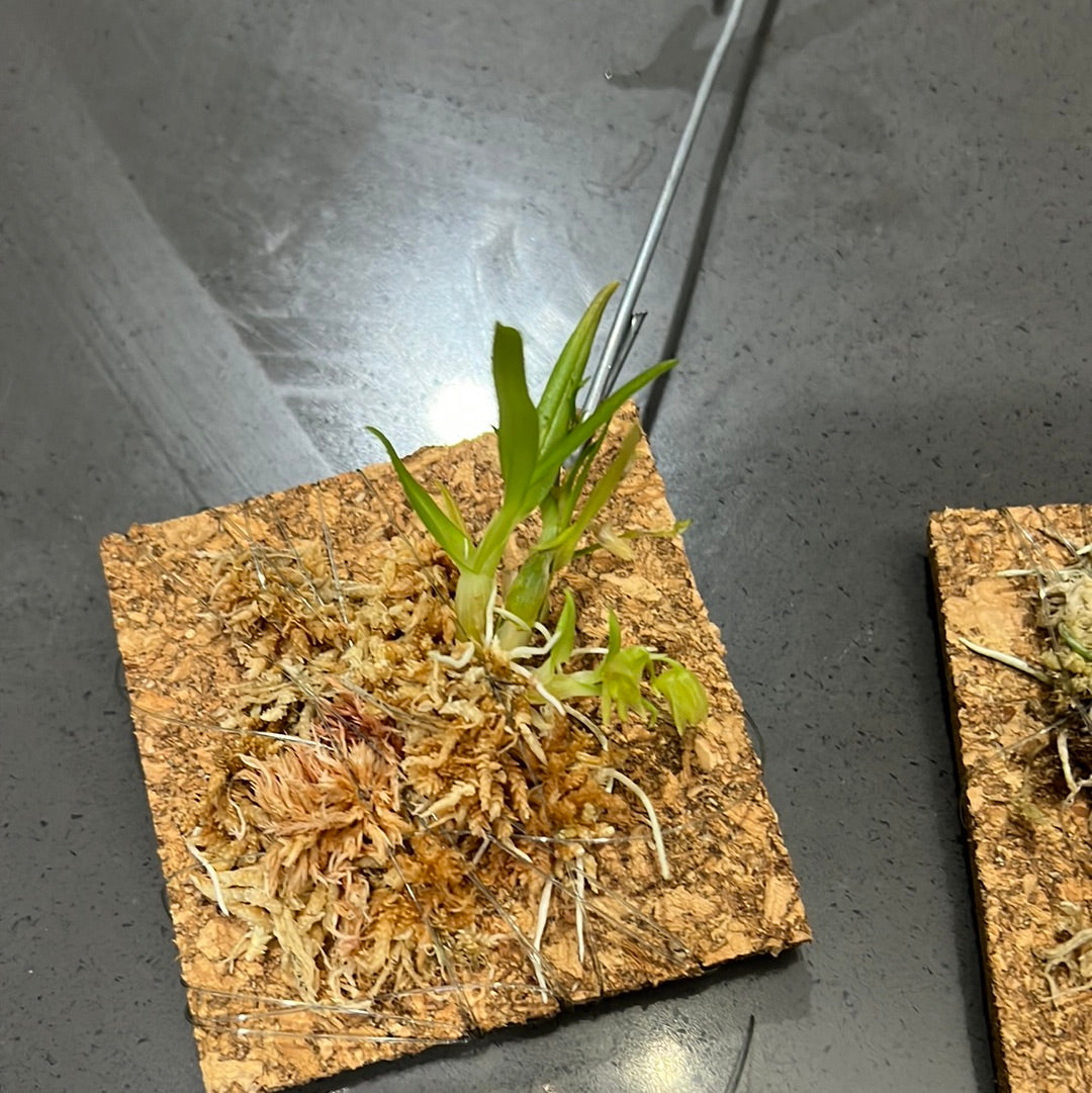 Dendrobium kanburiense (Miniature Species from Thailand)