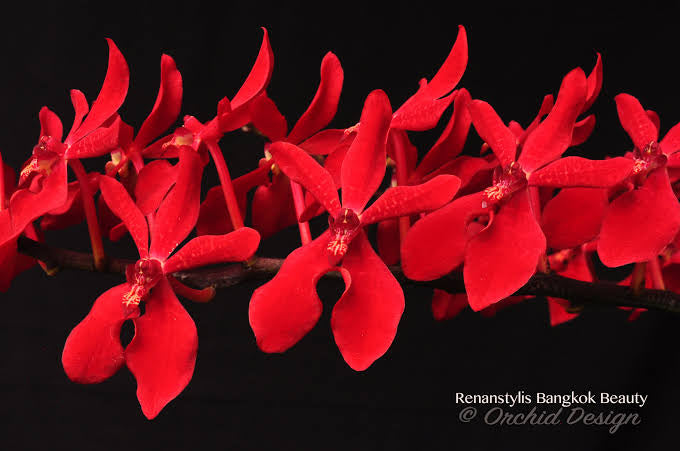 RENANSTYLIS BANGKOK BEAUTY (HUGE FLOWERING SIZE)