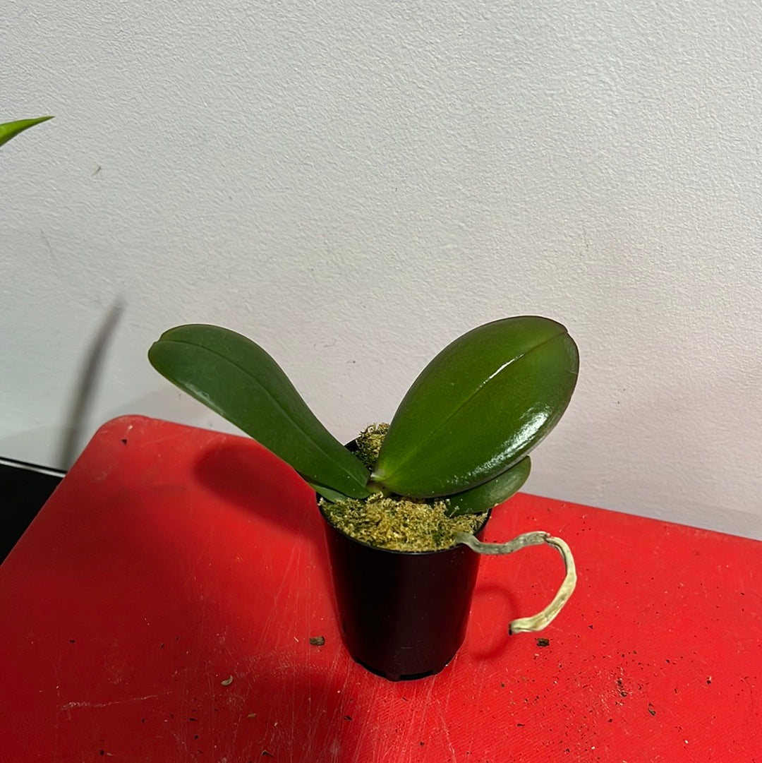 Phalaenopsis Cadiallic (Healthy in 50mm pot) Secondary image