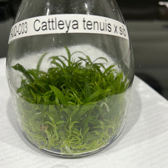 TOP Flask - Cattleya tenuis