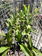 FLOWERING/ IN SPIKE RHYNCHOSTYLIS (FOXTAIL ORCHIDS)