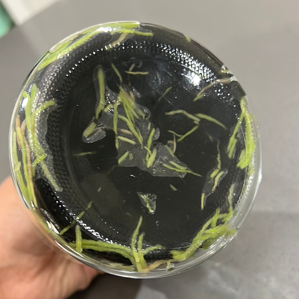 Sophronitis cernua f. aurea "Yellow" x sib (RARE SPECIES FLASK)