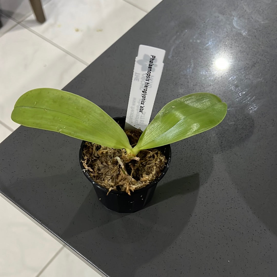 Phalaenopsis hieroglyphica 'alba' Secondary image