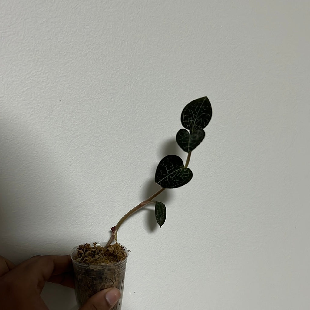 (Herbal Jewel Orchid) - Anoectochilus formosanus hayata