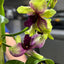IN FLOWER - Den. Thongchai Gold ‘Splash’
