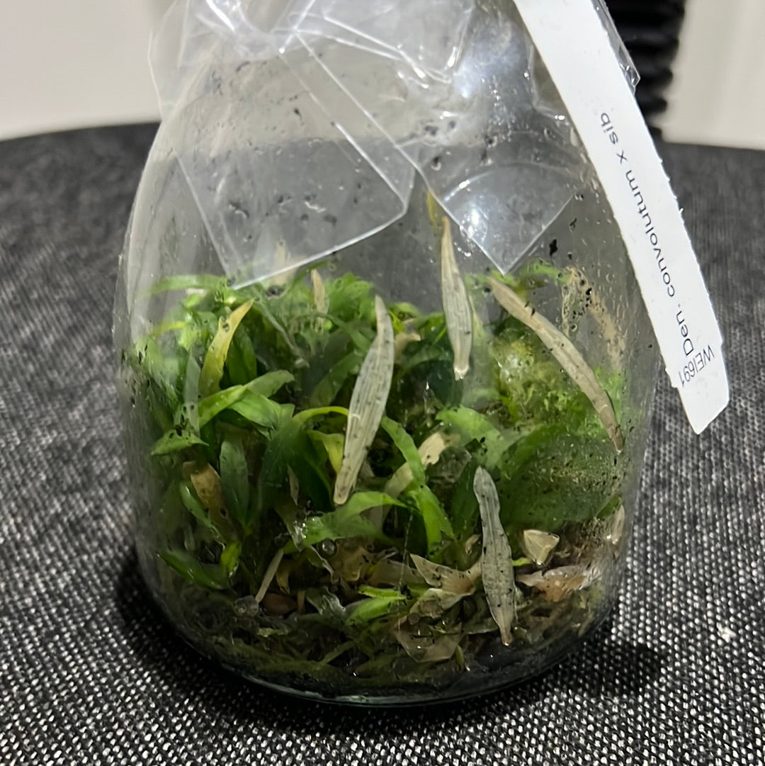 Dendrobium convolutum Latouria SPECIES FLASK