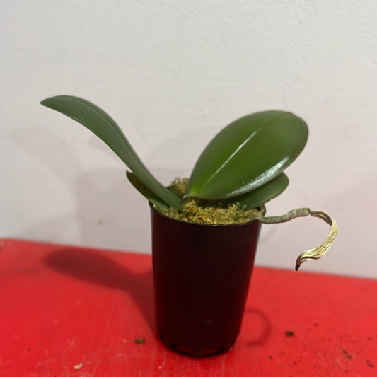 Phalaenopsis Xanadu (Healthy in 50mm pot)